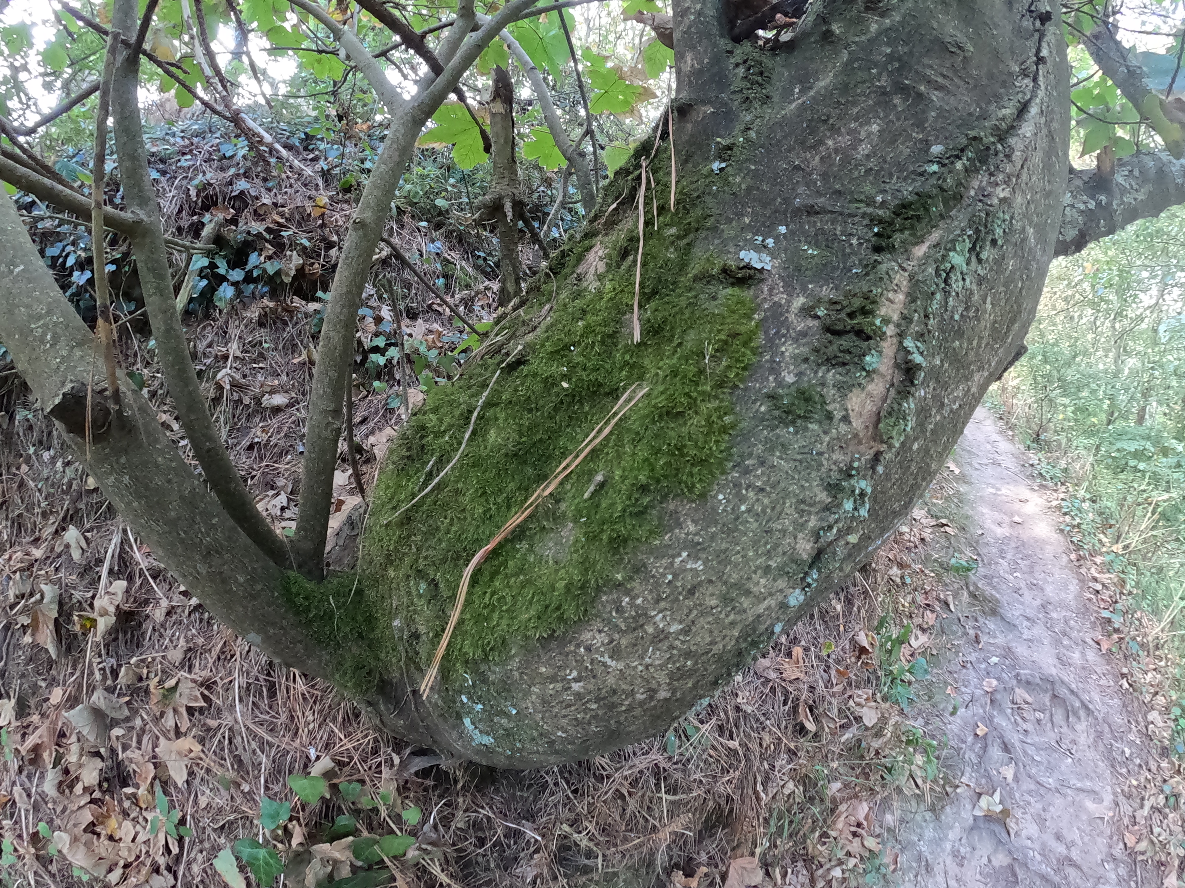 Trees are life