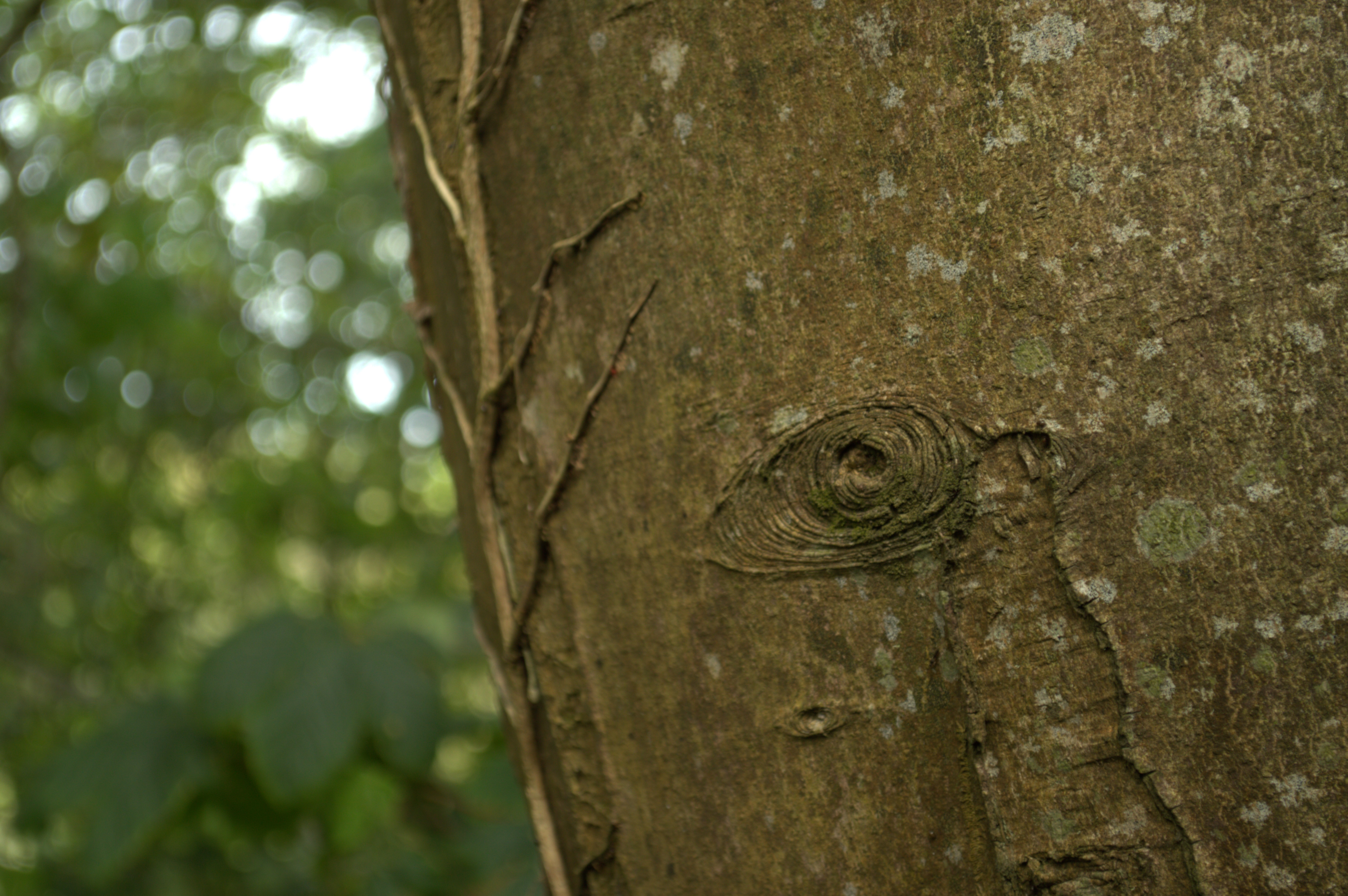 Trees are life